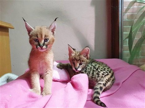 Savannah-kittens beschikbaar - 4
