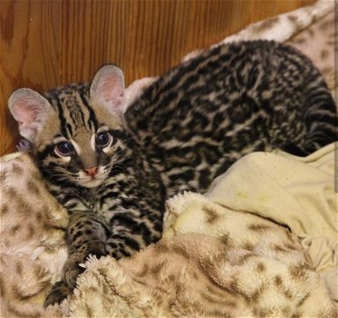 Savannah-kittens beschikbaar - 5