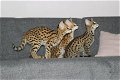 Savannah-kittens beschikbaar - 6 - Thumbnail