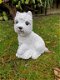 Wit hondje , boemer hond , beeld , aanbieding - 0 - Thumbnail