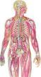 ONTSTEKINGEN-DEMENTIE-ALTZHEIMER-MYOCARDITIS-HERSENEN - 3