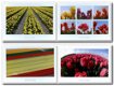 Set van 4 Ansichtkaarten - Tulpen - 0 - Thumbnail