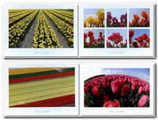 Set van 4 Ansichtkaarten - Tulpen