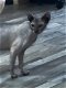 Lykoi ( weerwolf kat ) - 0 - Thumbnail