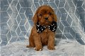 Schattige Cavapoo-puppy's voor herplaatsing - 0 - Thumbnail