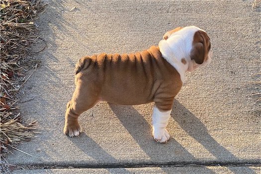 Schattige Engelse Bulldog-puppy's voor herplaatsing - 0