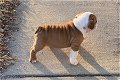 Schattige Engelse Bulldog-puppy's voor herplaatsing - 0 - Thumbnail