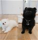 Prachtige Pomeranian-puppy's voor een goed thuis - 0 - Thumbnail