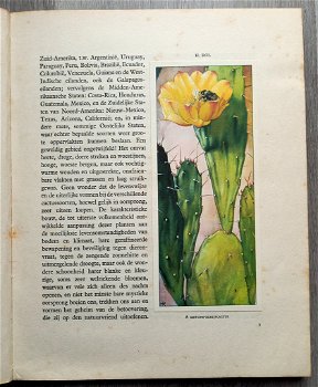 Cactussen 1931 & Vetplanten 1932 - 2 Verkade Albums Compleet - 2