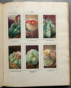 Cactussen 1931 & Vetplanten 1932 - 2 Verkade Albums Compleet - 3