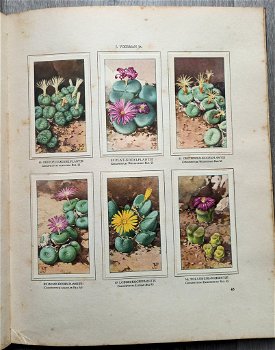 Cactussen 1931 & Vetplanten 1932 - 2 Verkade Albums Compleet - 5