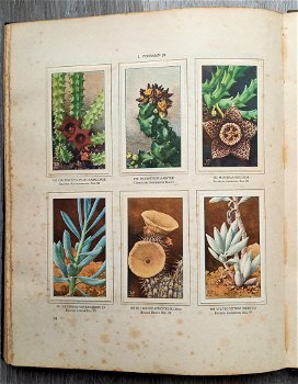 Cactussen 1931 & Vetplanten 1932 - 2 Verkade Albums Compleet - 7