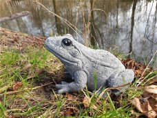 tuinbeeld van een kikker , kikker