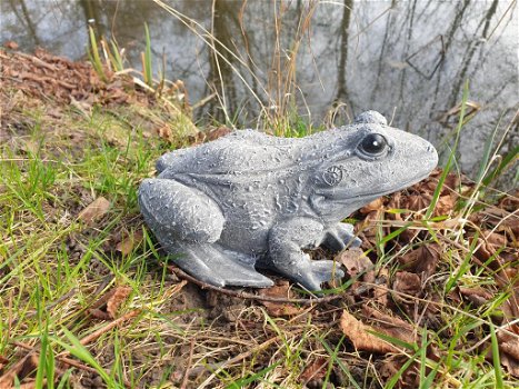 tuinbeeld van een kikker , kikker - 1