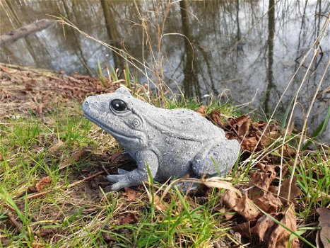 tuinbeeld van een kikker , kikker - 2