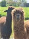 Alpaca hengst - 0 - Thumbnail