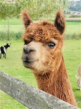 Alpaca hengst - 1