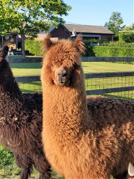 Alpaca hengst - 4