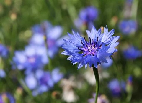 Verkoop van Blauwe korenbloem van de fabrikant tegen de beste prijzen - 2