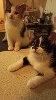 2 prachtige kittens to koop - 1