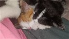 2 prachtige kittens to koop - 4 - Thumbnail