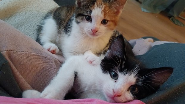 2 prachtige kittens to koop - 5
