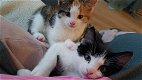 2 prachtige kittens to koop - 5 - Thumbnail