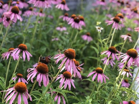 Verkoop van Echinacea purpurea van de fabrikant tegen de beste prijzen - 0