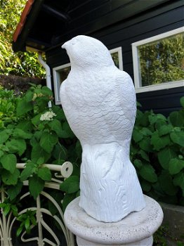 tuinbeeld van een witte adelaar , adelaar - 0