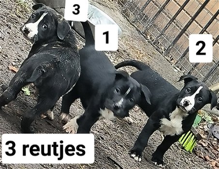 Mooi pups Cane corso x Dogo Argentino - Boerboel - 0