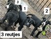 Mooi pups Cane corso x Dogo Argentino - Boerboel - 0 - Thumbnail