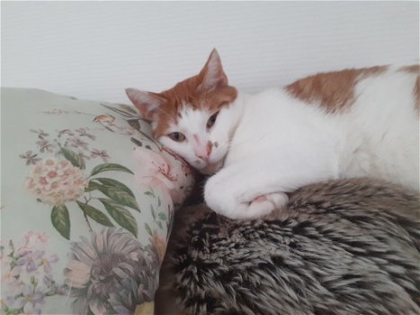 knuffelkater 2 jaar gechipt geholpen ingeent - 2