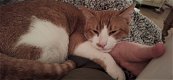 Lieve knuffelkater 1,5 jaar gechipt geholpen ingeent - 0 - Thumbnail