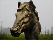 paardenhoofd,paard,landleven - 1 - Thumbnail