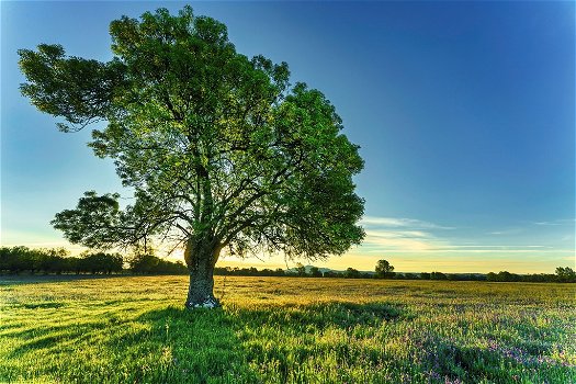 Verplanten van grotere bomen en struiken - 1