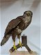 opgzette buizerd - 1 - Thumbnail