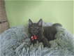 Mooie Maine Coon kitten - 1 - Thumbnail