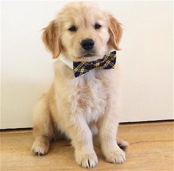 Adoptie - Golden retrieverpuppy - 0