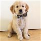 Adoptie - Golden retrieverpuppy - 0 - Thumbnail