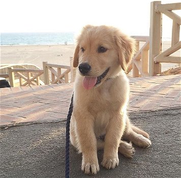 Adoptie - Golden retrieverpuppy - 2