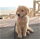 Adoptie - Golden retrieverpuppy - 2 - Thumbnail