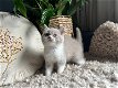 Britse korthaar kittens met stamboom. Lilac kleur22 - 1 - Thumbnail