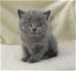 Britse korthaar kittens met stamboom. Lilac kleur22 - 5 - Thumbnail