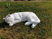 witte Slapende Kat , poes beeld - 0 - Thumbnail