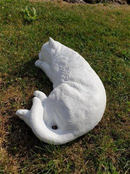 witte Slapende Kat , poes beeld - 1