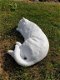 witte Slapende Kat , poes beeld - 1 - Thumbnail