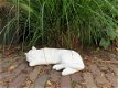 witte Slapende Kat , poes beeld - 3 - Thumbnail