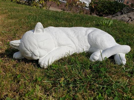 witte Slapende Kat , poes beeld - 4