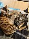 Prachtige Bengaalse kittens met Champion Stamboom te koop! - 3 - Thumbnail