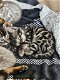 Prachtige Bengaalse kittens met Champion Stamboom te koop! - 4 - Thumbnail